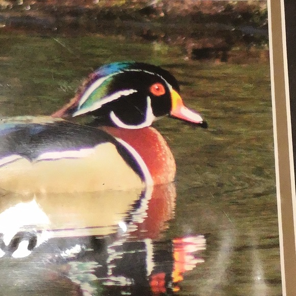 Wood Duck print, frame is 14”x11”, never opened - Picture 3 of 3